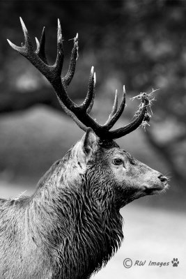 Red Stag in the Rut 4 Copyright  B&W.jpg
