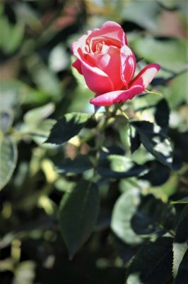 IMG_1272.JPG
