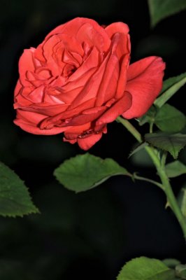 IMG_1408.JPG