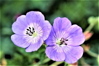 IMG_1077.JPG