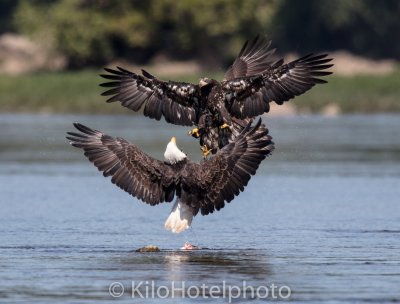 Juvenile Coming In.jpg