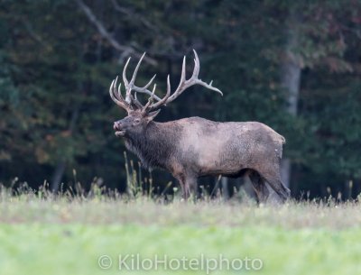 Bull Elk.jpg