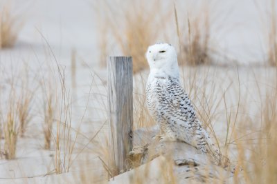 Snowy Owl Head High.jpg