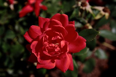 Red_Flower.jpg