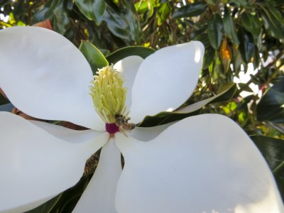 0299-Bee_In_Magnolia.jpg