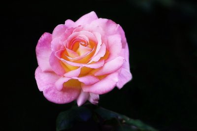IMGP4434 (2).JPG