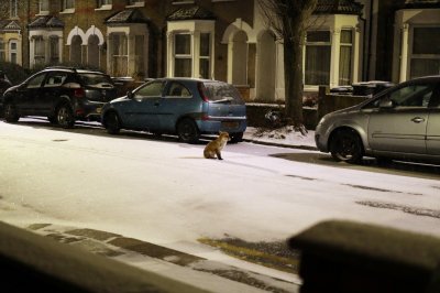 fox32mm.jpg