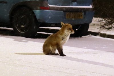 fox32mmz.jpg