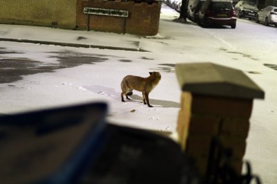 fox32mm2.jpg