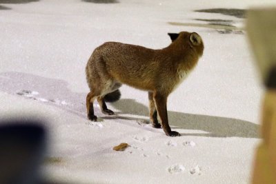 fox32mm2z.jpg
