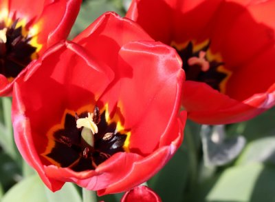 flowerflame1.jpg
