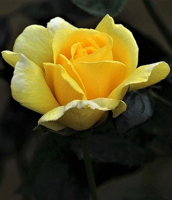 IMG_1803.JPG