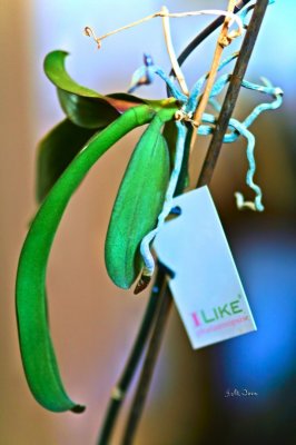 Orquídea.jpg