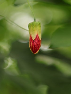 flower13r.jpg