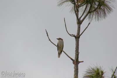 3211-Kookaburra_400mm.jpg