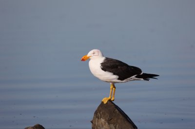 Sawtells Inlet 4 FP.jpg