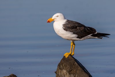 Sawtells Inlet 4.jpg
