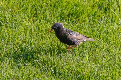 Grackle 1a-0046.jpg