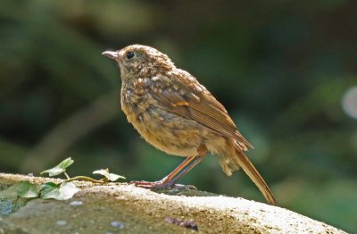 robin2 juvenile.jpg