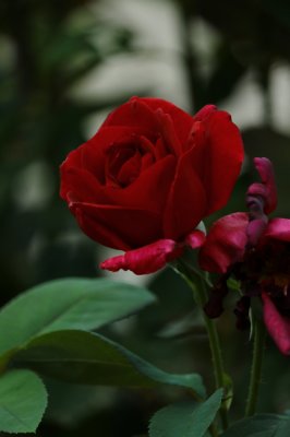 IMG_0032.JPG