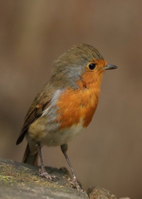 robin3.jpg