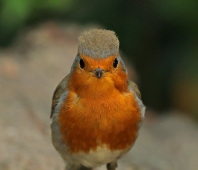 robin4 copy.jpg