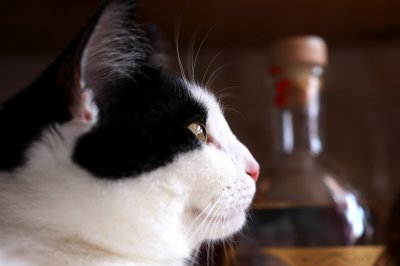 J kittens spot blackie23.jpg