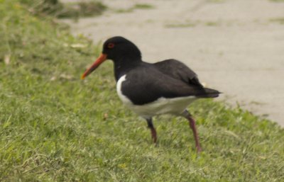 oyster catcher02.jpg