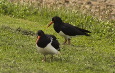 oyster catcher01.jpg
