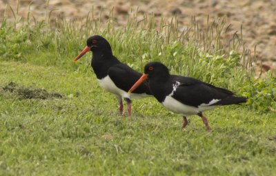 oyster catcher03.jpg