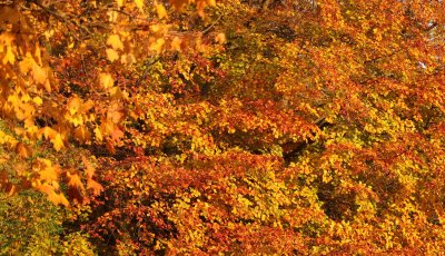 autumn colours 1 2022.jpg