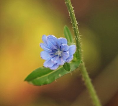 Flower20.jpg