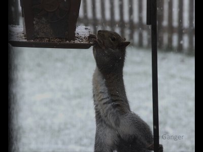 Acrobatic squirrel.jpg