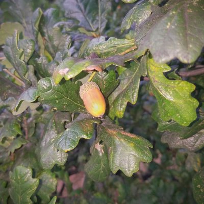 Acorn.jpg
