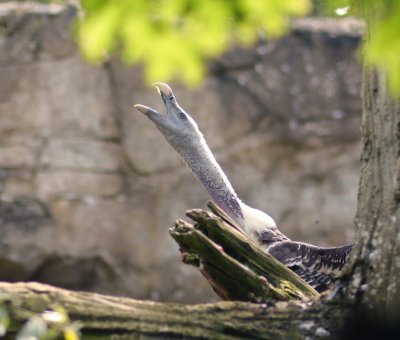 Vulture3 colchester zoo.jpg