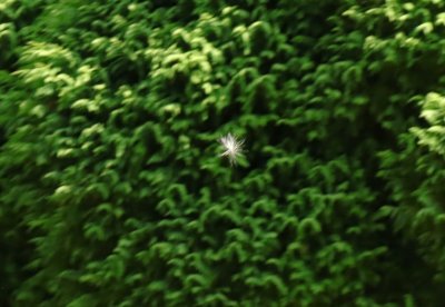 willow the wisp2.jpg