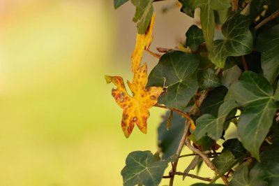 flower33 leaf.jpg