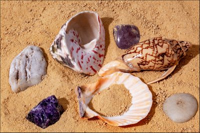 Shells.jpg