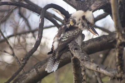 Kookabura.jpg