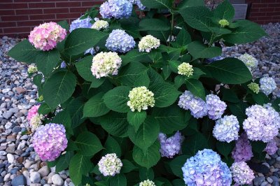 IMG_3379 - Copy.jpg