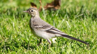 Wagtail.jpg