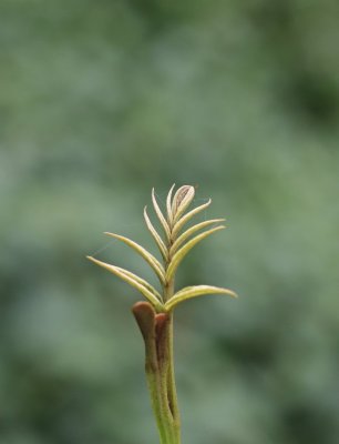 leaf 1.jpg