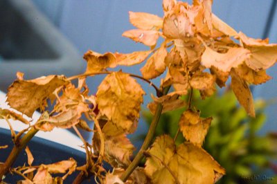 20250724_0007h.jpg
