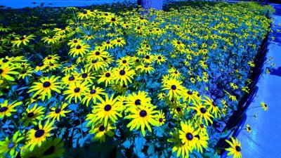 IMG_2053 2000K 1.JPG