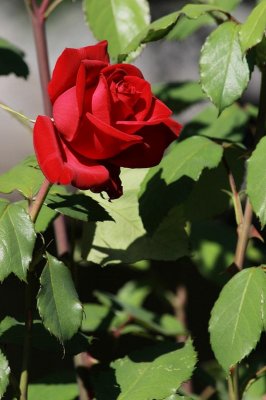 IMG_3160.JPG