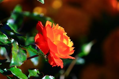 IMG_5136 (2).JPG