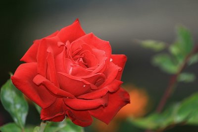 IMG_4985.JPG