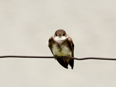 Little Bird.JPG