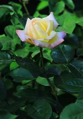 IMG_6665.JPG