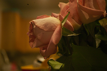 ROSE.jpg
